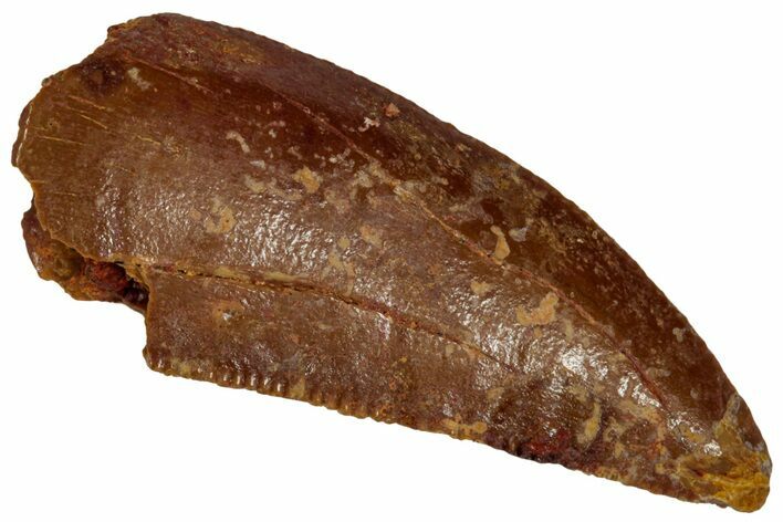 Serrated Raptor Tooth - Real Dinosaur Tooth #332191